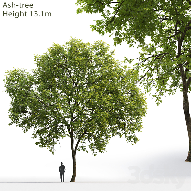 Ash-tree # 1 (17.1m) 3DS Max - thumbnail 1