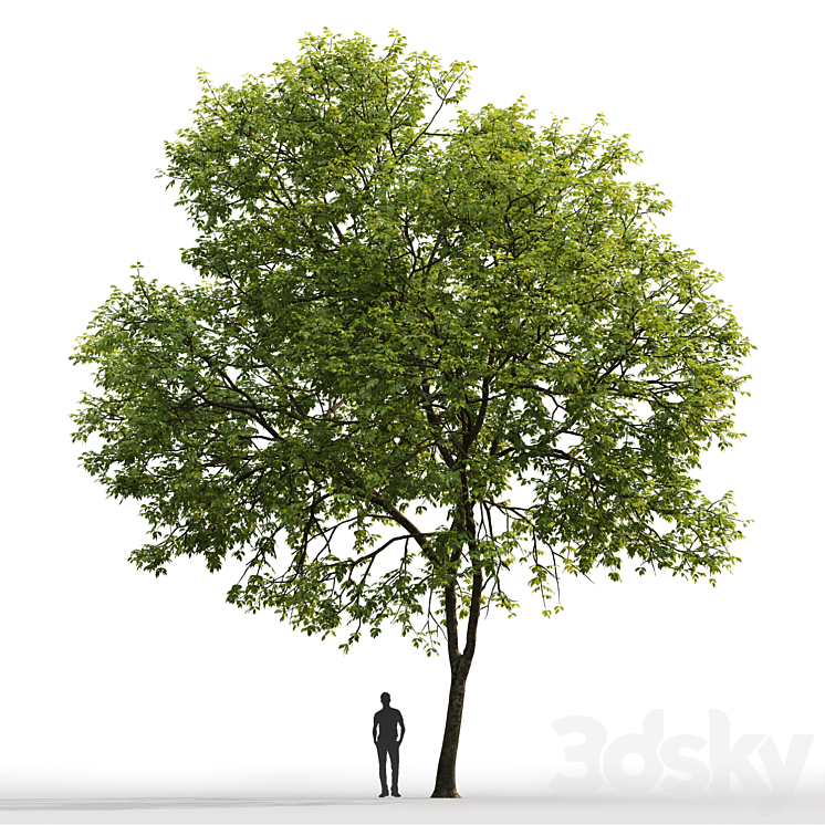 Ash-tree # 1 (17.1m) 3DS Max - thumbnail 2