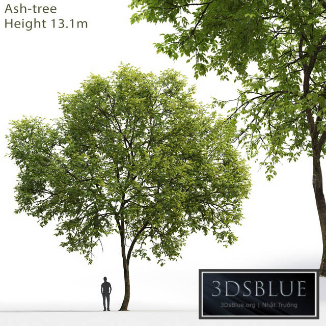 Ash-tree # 1 (17.1m) 3DS Max - thumbnail 3