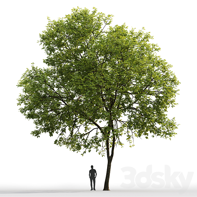 Ash-tree # 1 (17.1m) 3DSMax File - thumbnail 2