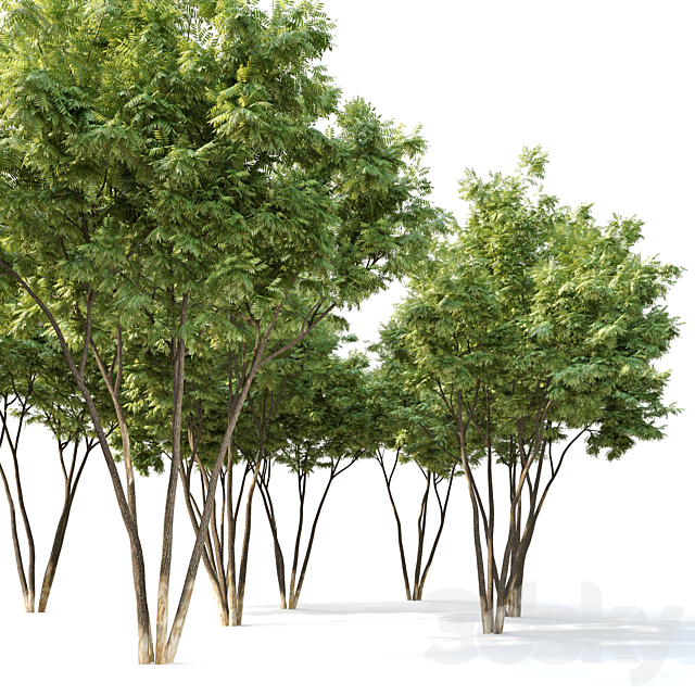 Ash tree 12 3DS Max Model - thumbnail 2