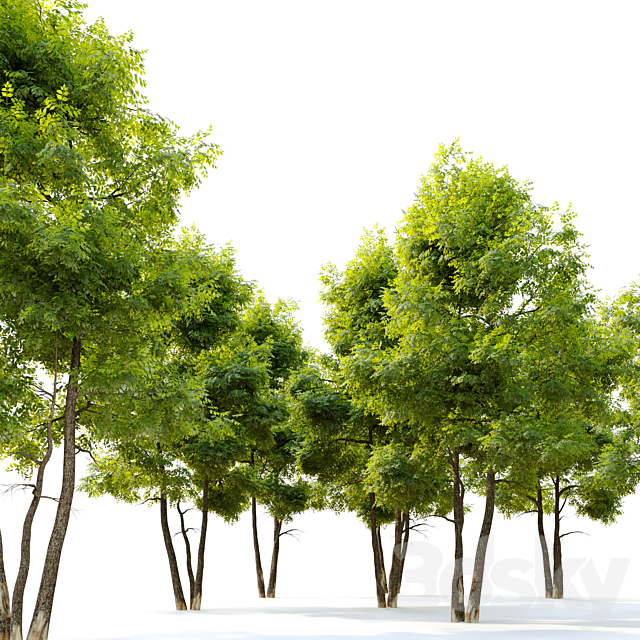 Ash tree 13 3DS Max Model - thumbnail 2