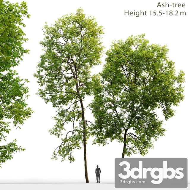 Ash Tree 2 15 518 2m 3dsmax Download - thumbnail 1