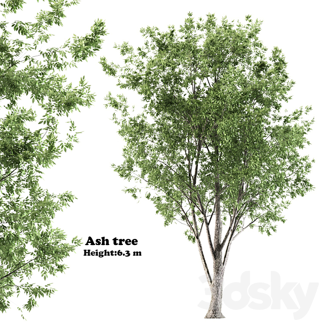 ash tree 3ds Max - thumbnail 1