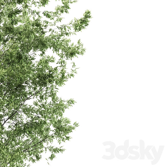 ash tree 3ds Max - thumbnail 2