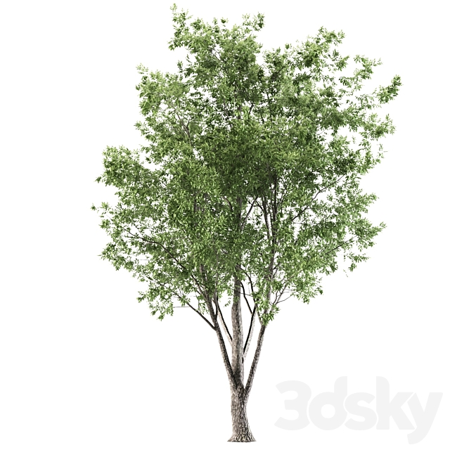 ash tree 3ds Max - thumbnail 3