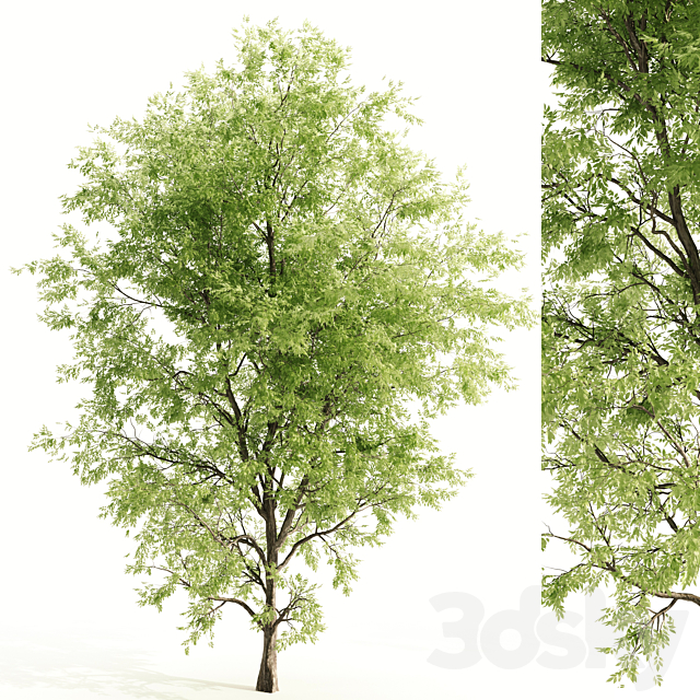 ash tree 3ds Max - thumbnail 1