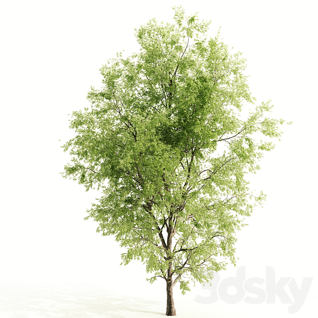 ash tree 3ds Max - thumbnail 3