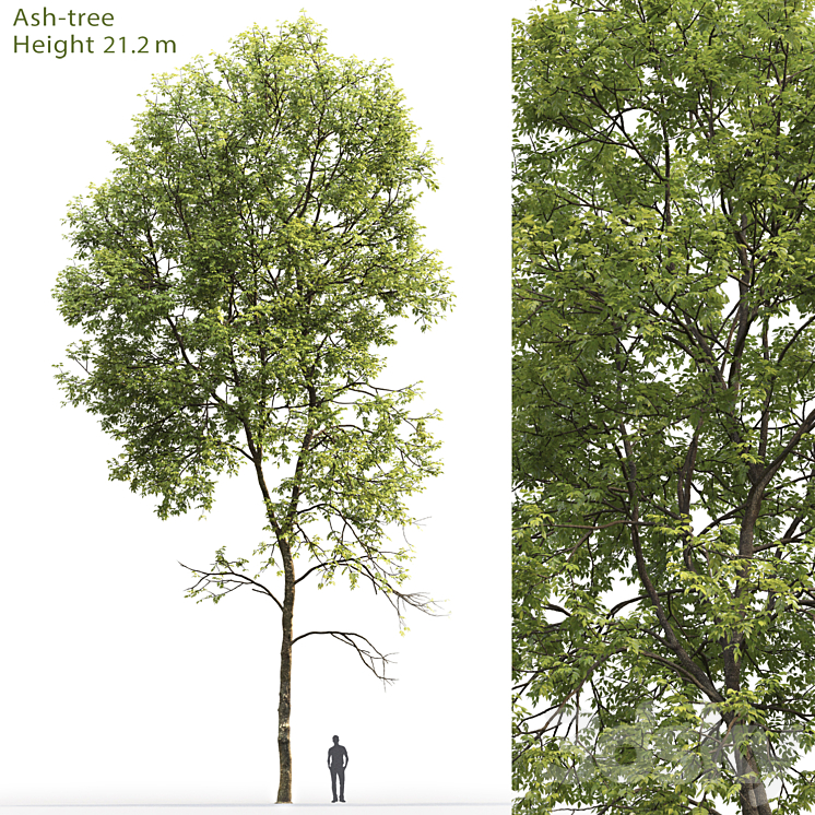 Ash-tree # 5 (21.2m) 3DS Max - thumbnail 1