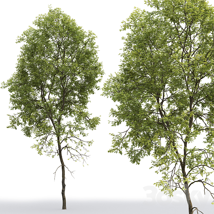 Ash-tree # 5 (21.2m) 3DS Max - thumbnail 2