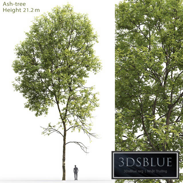 Ash-tree # 5 (21.2m) 3DS Max - thumbnail 3