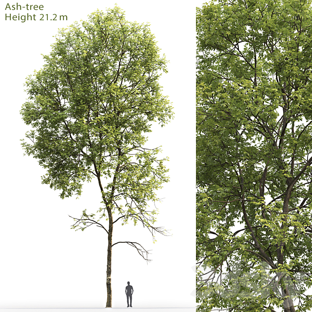 Ash-tree # 5 (21.2m) 3DSMax File - thumbnail 1