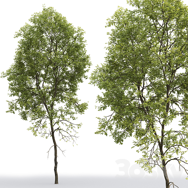 Ash-tree # 5 (21.2m) 3DSMax File - thumbnail 2