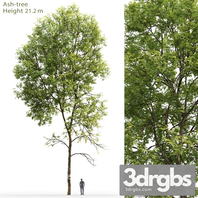 Ash Tree 5 3dsmax Download - thumbnail 1