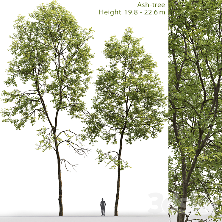 Ash-tree # 6 (19.8-22.6m) 3DS Max - thumbnail 1