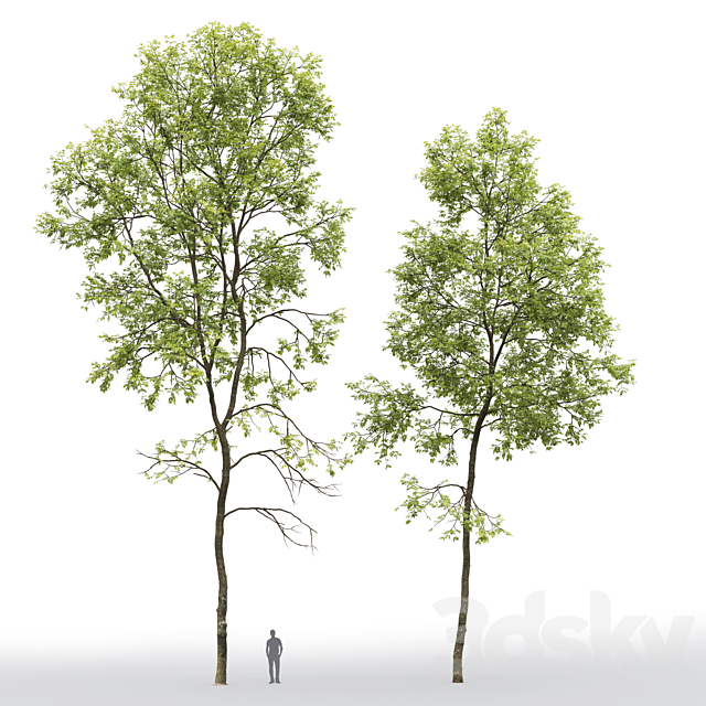 Ash-tree # 6 (19.8-22.6m) 3DSMax File - thumbnail 2