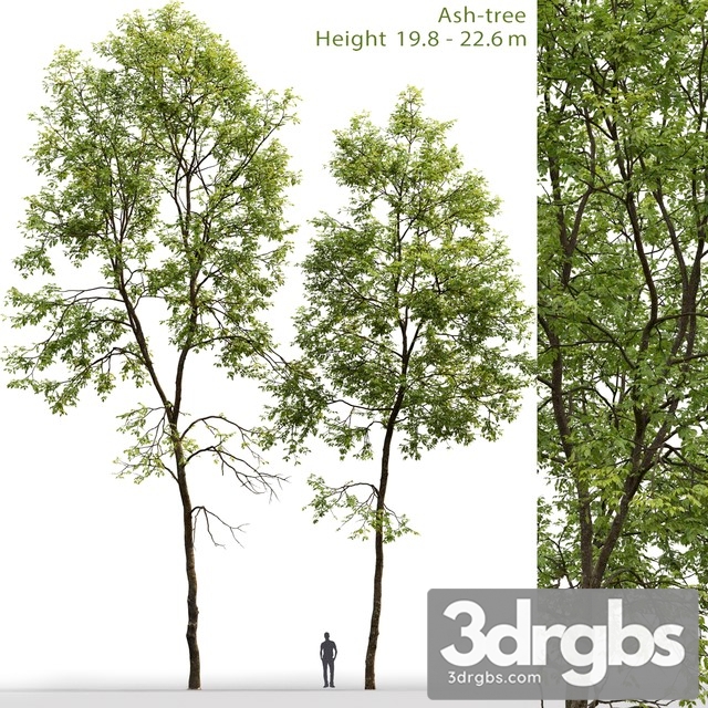 Ash Tree 6 3dsmax Download - thumbnail 1