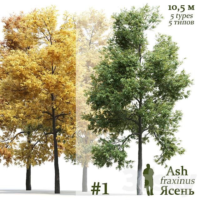 Ash-tree _ Fraxinus #1 3DSMax File - thumbnail 1