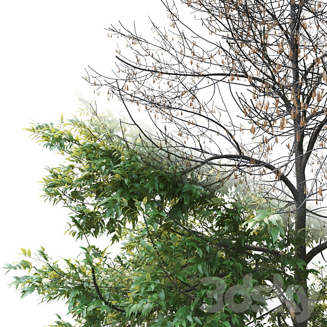 Ash-tree _ Fraxinus #1 3DSMax File - thumbnail 3