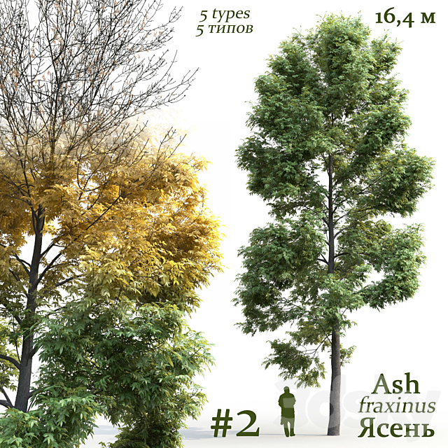 Ash-tree _ Fraxinus # 2 3ds Max - thumbnail 1