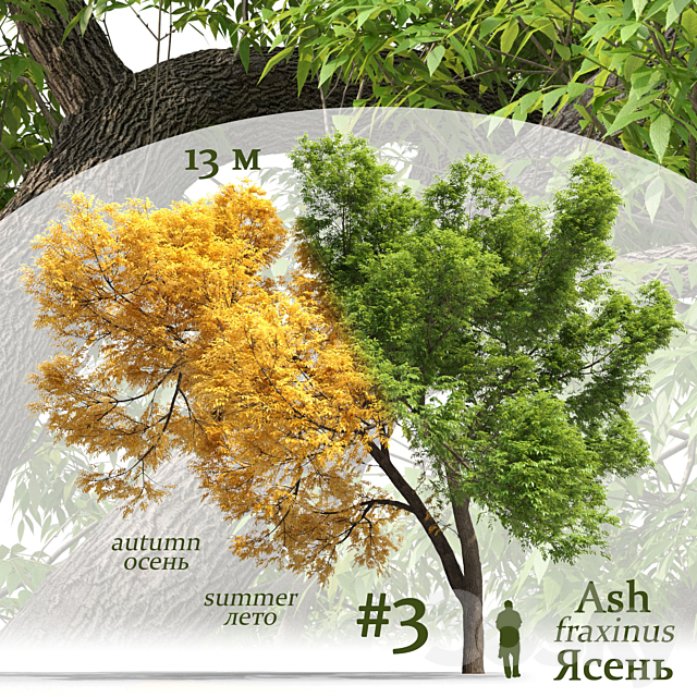 Ash-tree _ Fraxinus #3 3ds Max - thumbnail 1