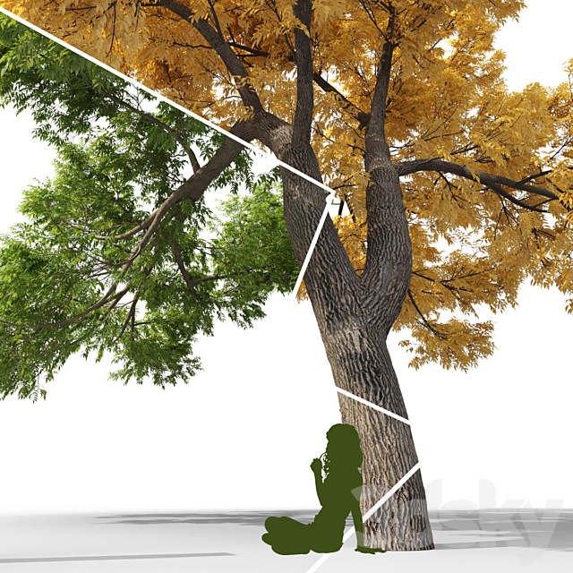 Ash-tree _ Fraxinus #3 3ds Max - thumbnail 3