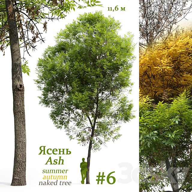 Ash-tree _ Fraxinus #6 3ds Max - thumbnail 1