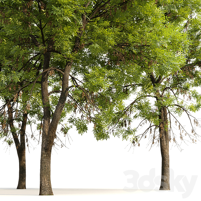 Ash-tree _ Fraxinus #7 3ds Max - thumbnail 2