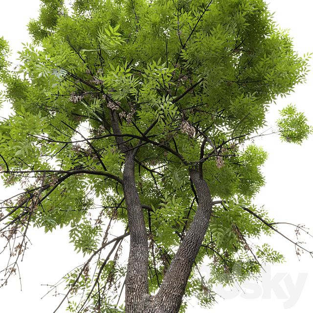 Ash-tree _ Fraxinus #7 3ds Max - thumbnail 3