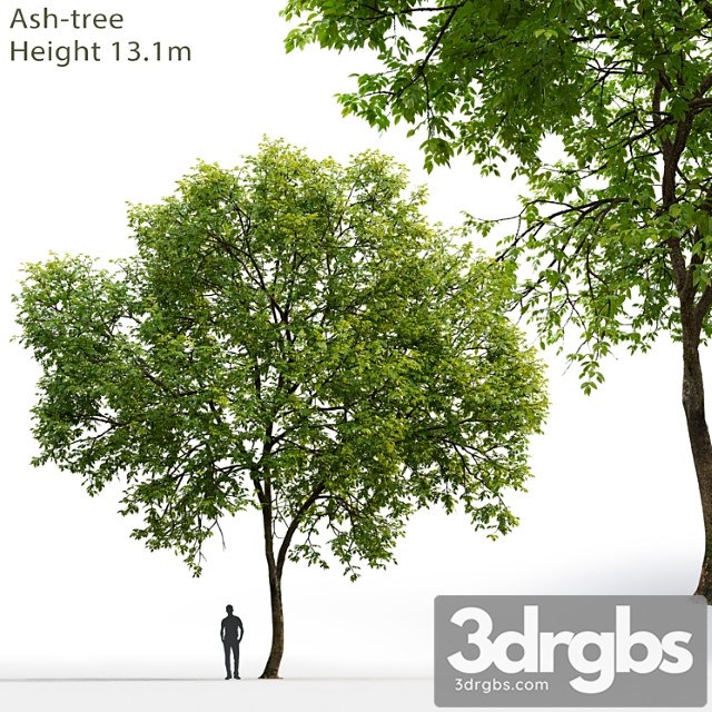 Ash-tree - thumbnail 1