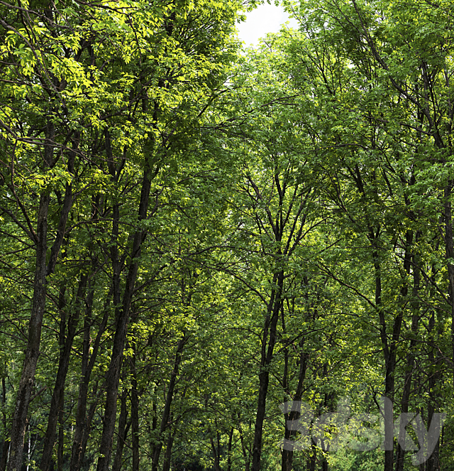 Ash-tree forest #1 (23m) 3DS Max Model - thumbnail 2