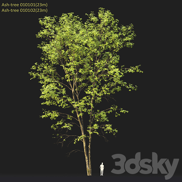 Ash-tree forest #1 (23m) 3DS Max Model - thumbnail 4