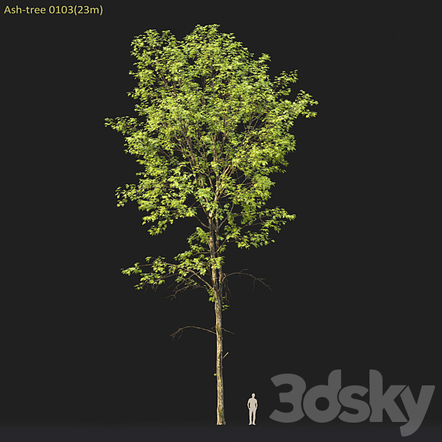 Ash-tree forest #1 (23m) 3DS Max Model - thumbnail 5