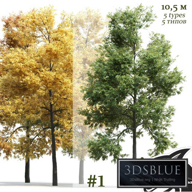 Ash-tree \/ Fraxinus #1 3DS Max - thumbnail 3