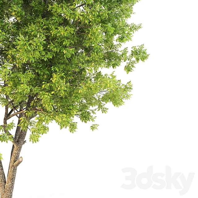 ash tree02 3DS Max Model - thumbnail 2