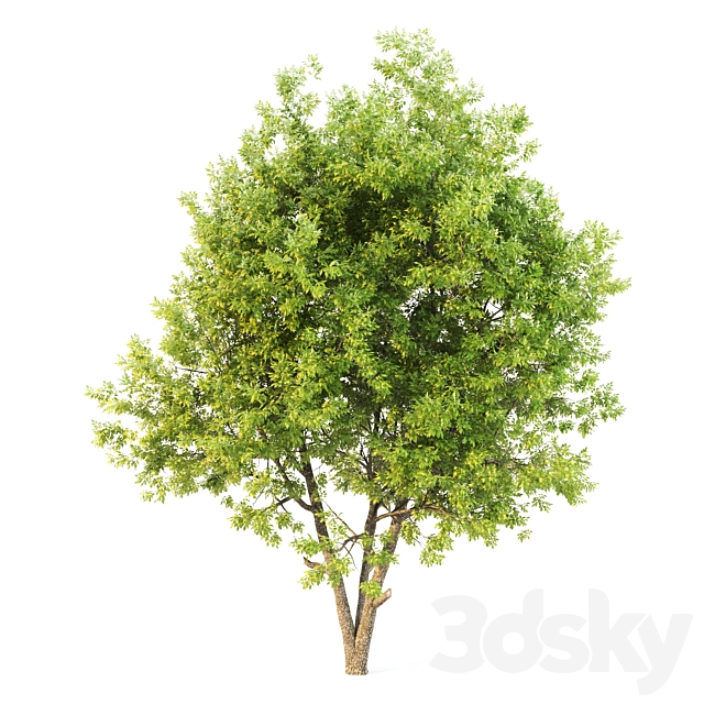 ash tree02 3DS Max Model - thumbnail 3