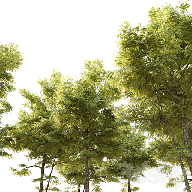 Ash tree_10 3ds Max - thumbnail 2