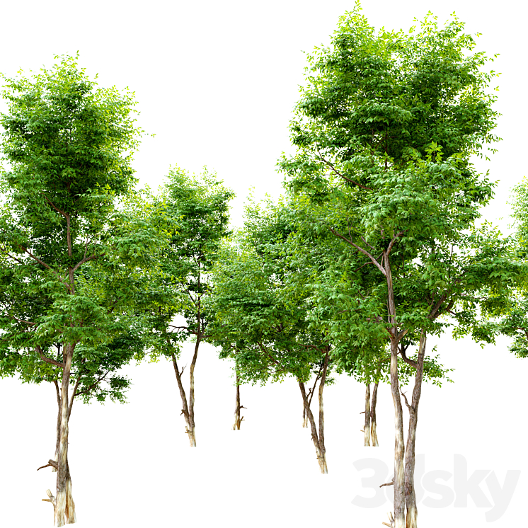 Ash_tree 6 3DS Max - thumbnail 2