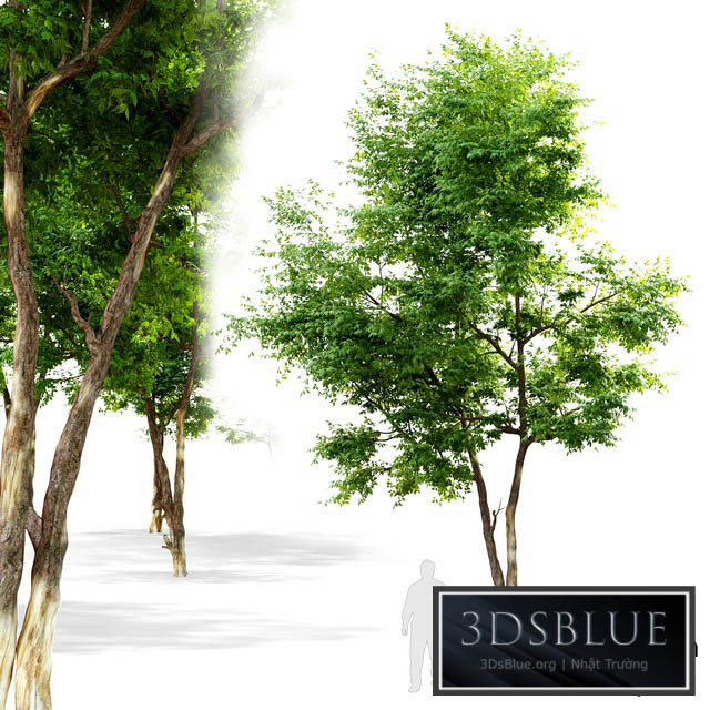 Ash_tree 6 3DS Max - thumbnail 3