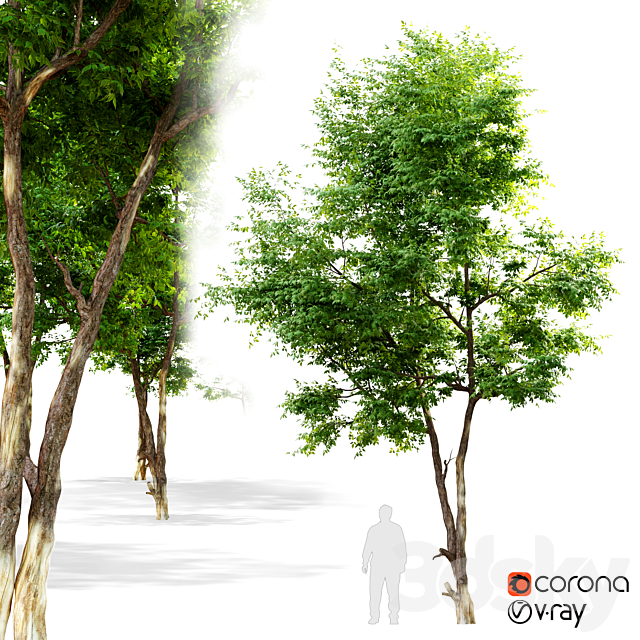 Ash_tree 6 3DSMax File - thumbnail 1