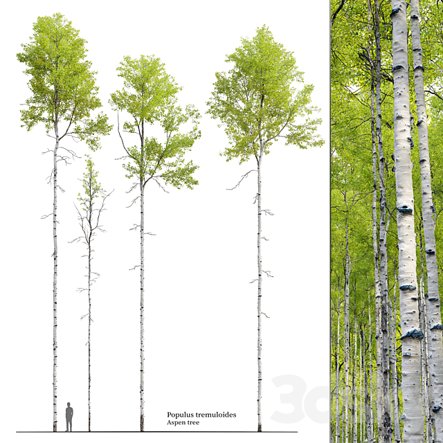 Aspen tree 04 3ds Max - thumbnail 1