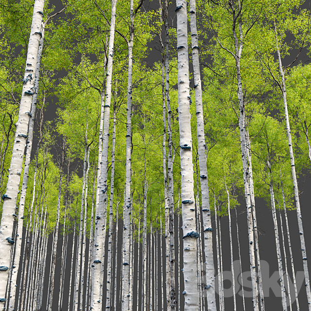 Aspen tree 04 3ds Max - thumbnail 2