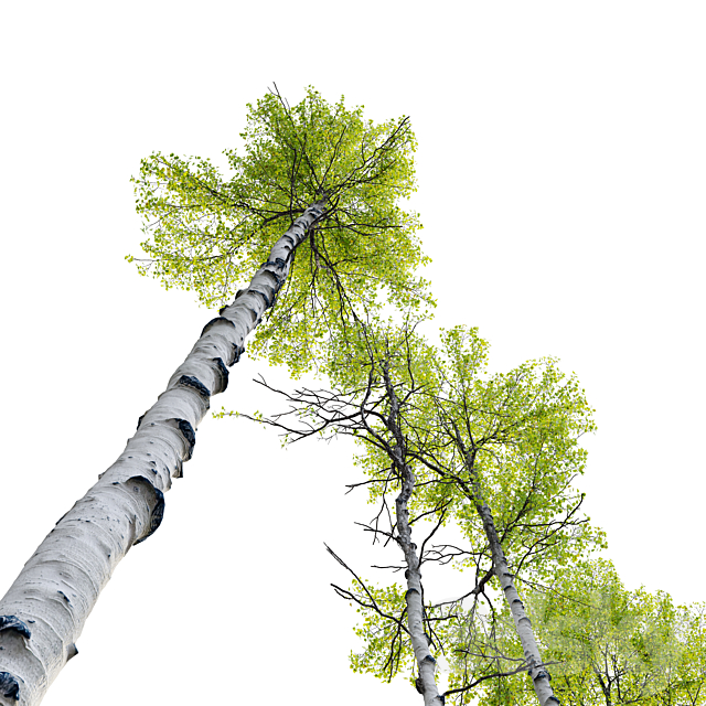 Aspen tree 04 3ds Max - thumbnail 3