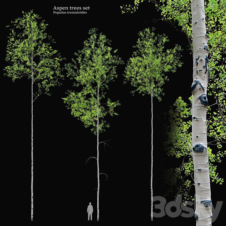 aspen tree set 3DS Max Model - thumbnail 1