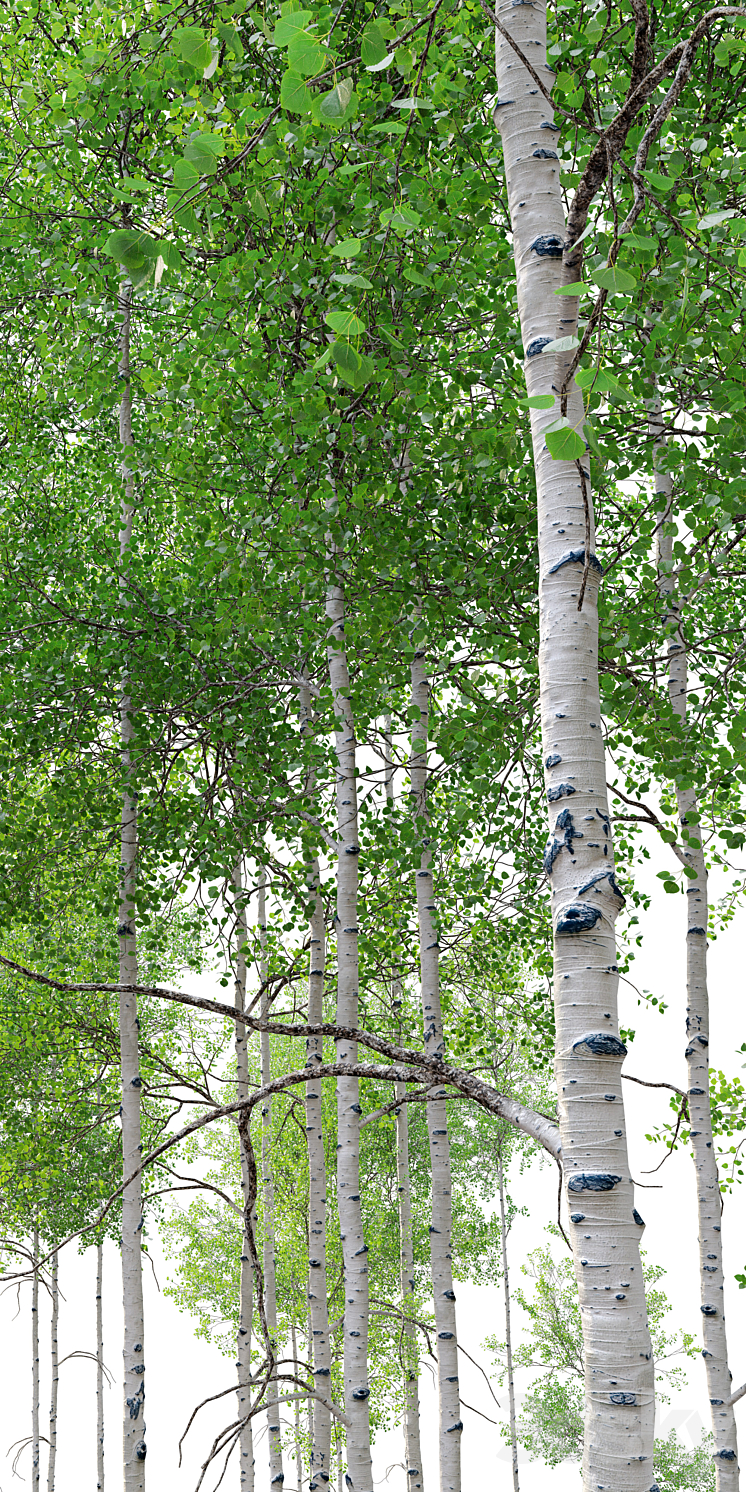 aspen tree set 3DS Max Model - thumbnail 2