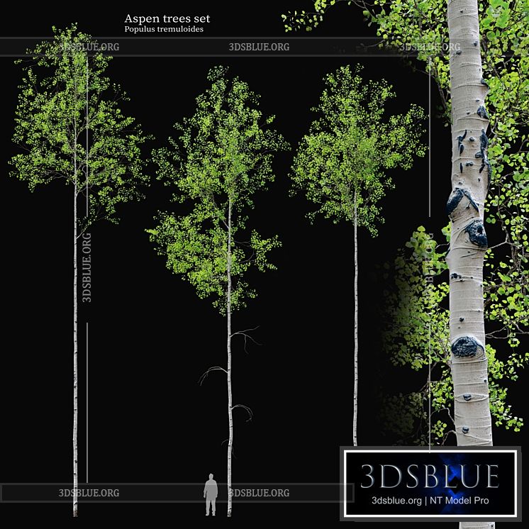 aspen tree set 3DS Max - thumbnail 3