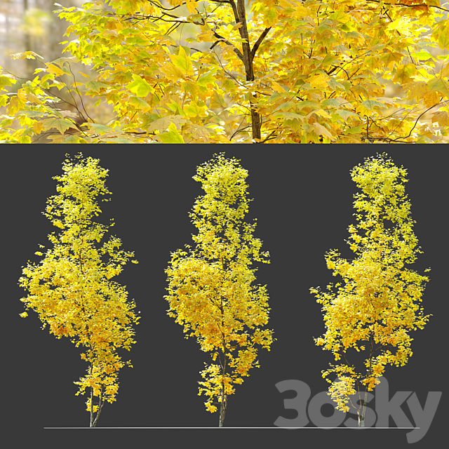 Autumn Acer cappadocicum (coliseum maple) 3DS Max Model - thumbnail 2