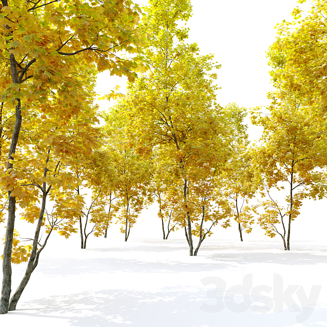 Autumn Acer cappadocicum (coliseum maple) 3DS Max Model - thumbnail 3