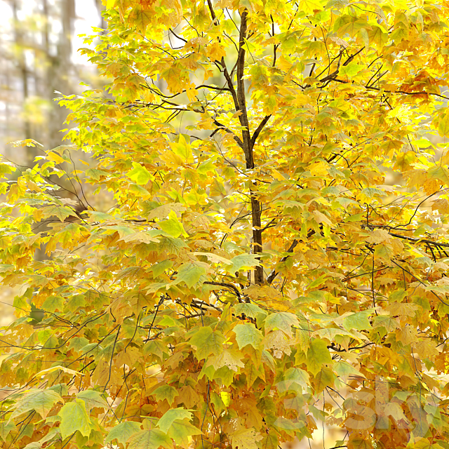 Autumn Acer cappadocicum (coliseum maple) 3DS Max Model - thumbnail 4