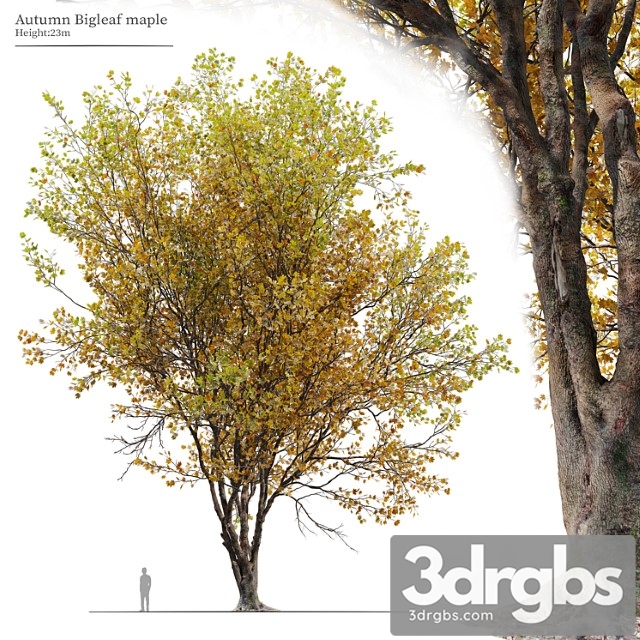 Autumn Acer Macrophyllum 02 3dsmax Download - thumbnail 1